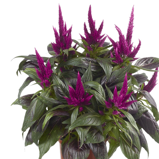 セロシア　ロイヤルバンザンテン シリーズ 