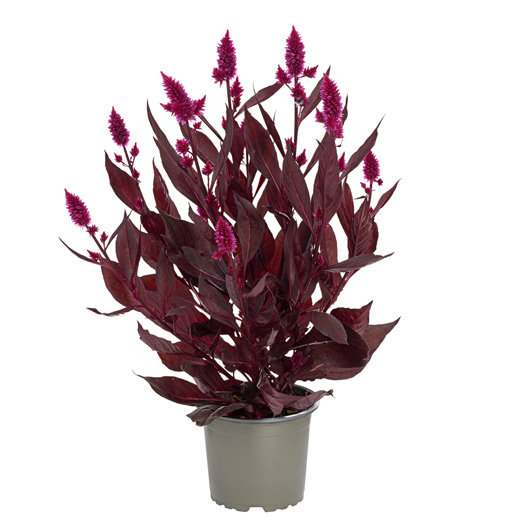 セロシア　ロイヤルバンザンテン シリーズ 