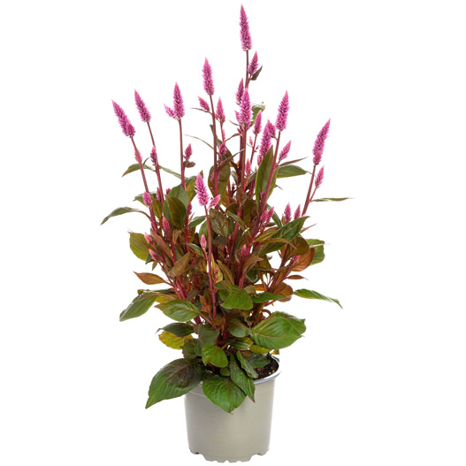 セロシア　ロイヤルバンザンテン シリーズ 