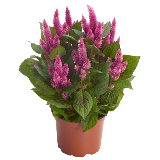 セロシア　ロイヤルバンザンテン シリーズ 