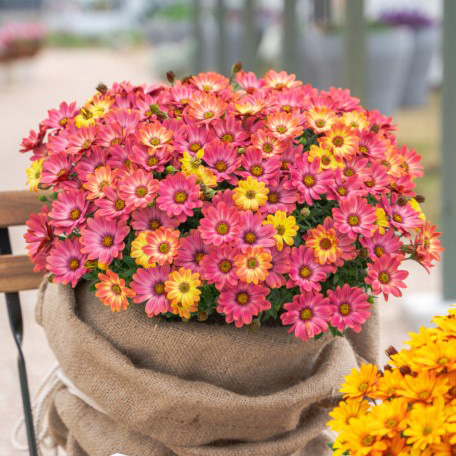 オステオスペルマム キャンディフィールズ シリーズ