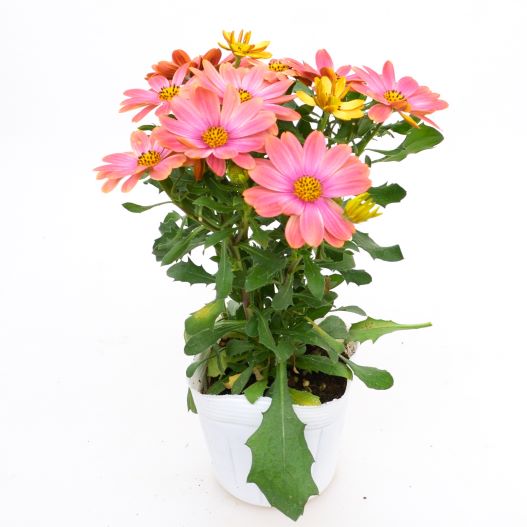 オステオスペルマム キャンディフィールズ シリーズ