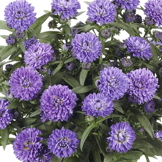 アスター　ショーメーカー シリーズ 