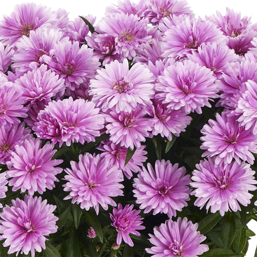 アスター　ショーメーカー シリーズ 