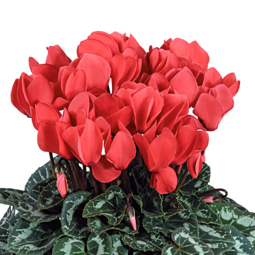 大輪ガーデンシクラメン　種子込みプラグ苗企画 