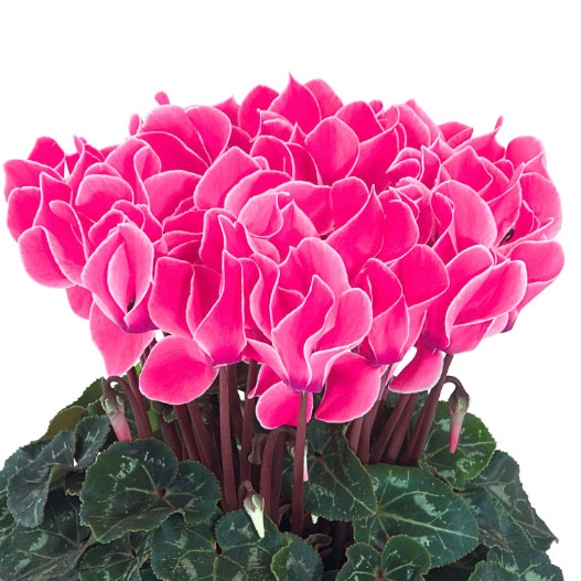 大輪ガーデンシクラメン　種子込みプラグ苗企画 