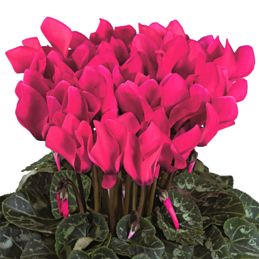 大輪ガーデンシクラメン　種子込みプラグ苗企画 