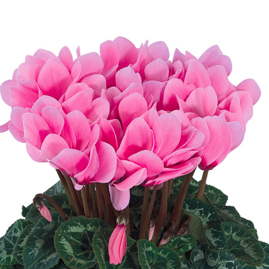 大輪ガーデンシクラメン　種子込みプラグ苗企画 