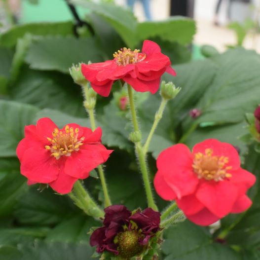 四季成りイチゴ F1　サマーブリーズ シリーズ 