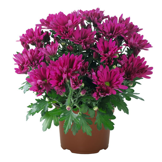 ポットマム　ブリーズ シリーズ 