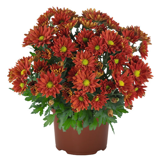 ポットマム　ブリーズ シリーズ 