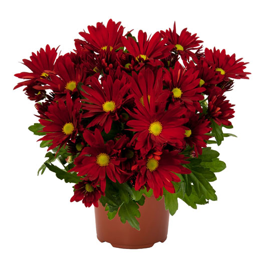 ポットマム　ブリーズ シリーズ 