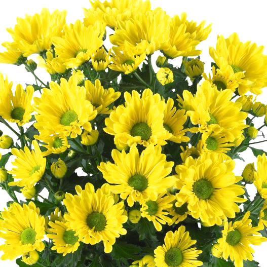 ポットマム　ブリーズ シリーズ 