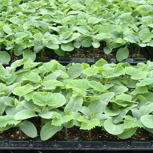 野菜接ぎ木苗 山口農場