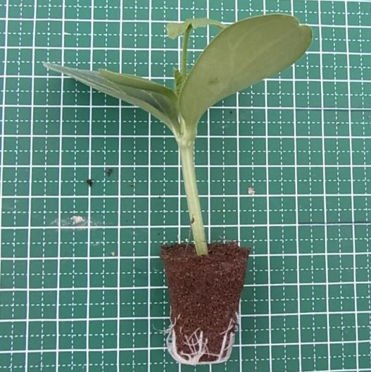 野菜接ぎ木苗 山口農場