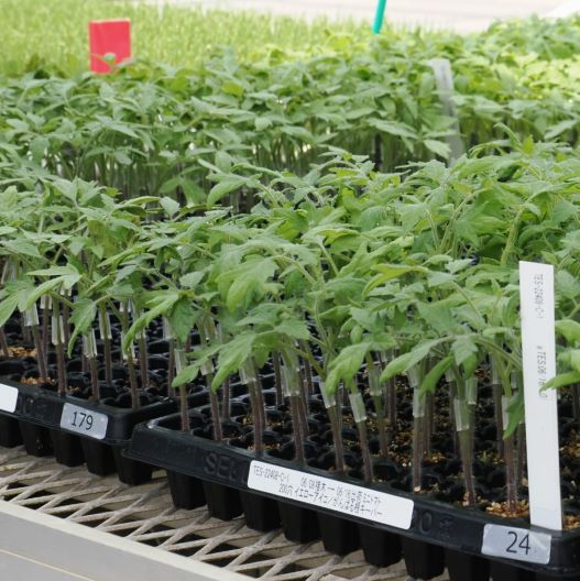 野菜接ぎ木苗 山口農場