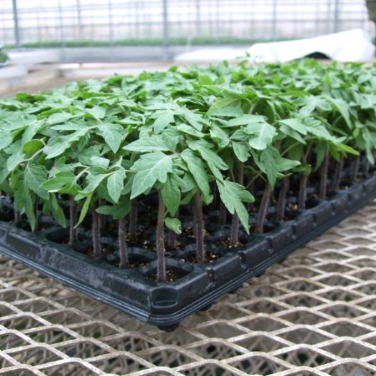 野菜接ぎ木苗 群馬農場