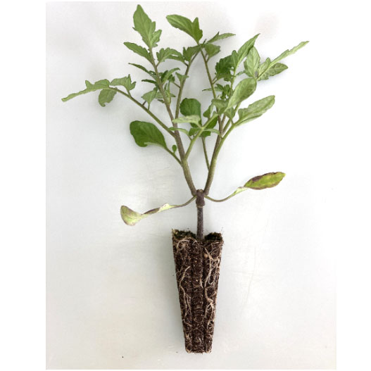 野菜接ぎ木苗 群馬農場