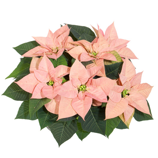 ポインセチア　クリスマス ビューティー 