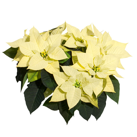 ポインセチア　クリスマス ビューティー 