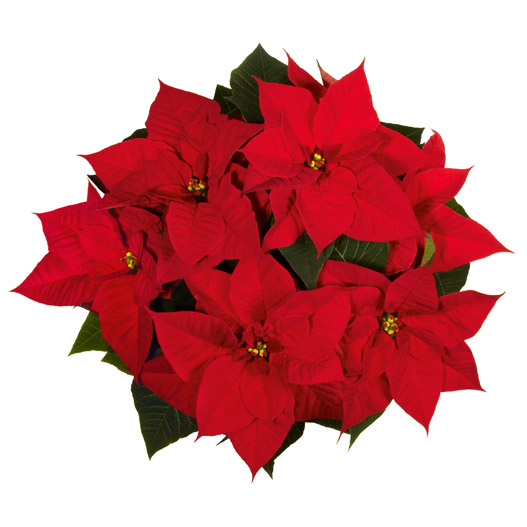 ポインセチア　クリスマス ビューティー 