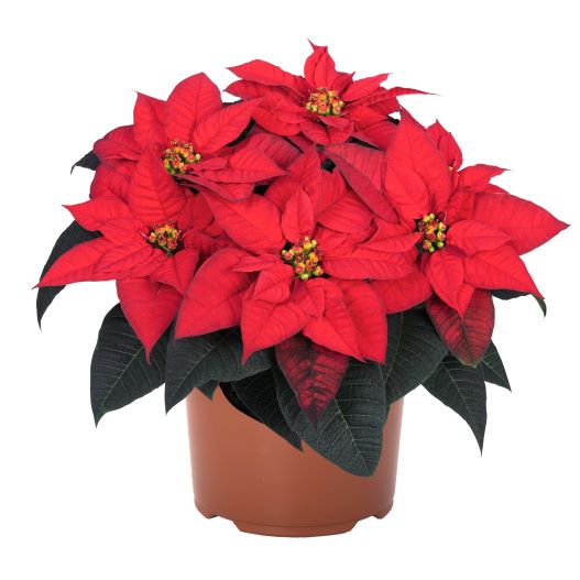 ポインセチア　フレイヤ ファミリー 