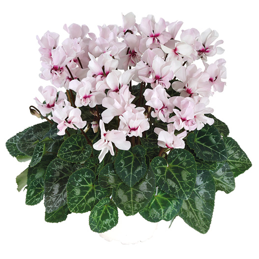 シクラメン F1　プティムーラン ミニチュア系品種