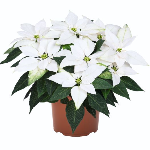 ポインセチア　ジャドール シリーズ Poinsettia J'Adore