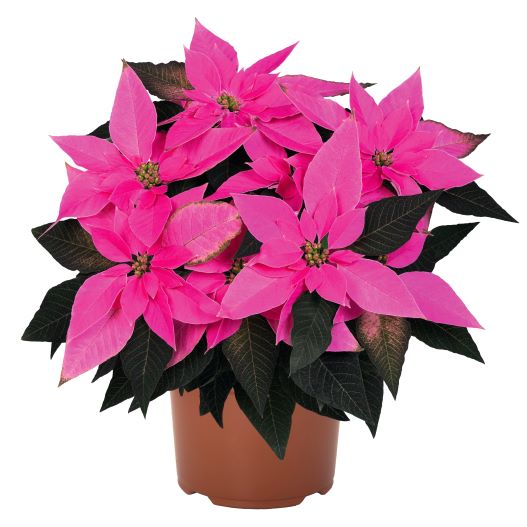 ポインセチア　ジャドール シリーズ Poinsettia J'Adore