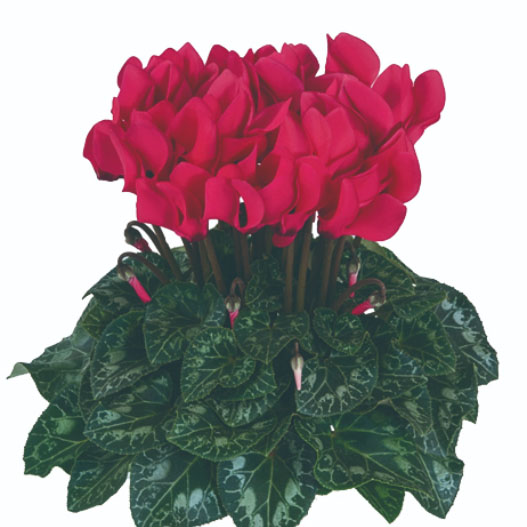 シクラメン　ドリームスケープ 