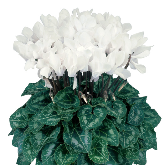 シクラメン F1　ティアニス スタンダード ミニチュア系品種