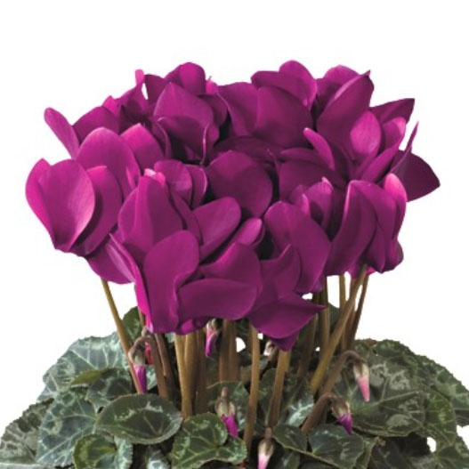 シクラメン F1　ティアニス スタンダード ミニチュア系品種