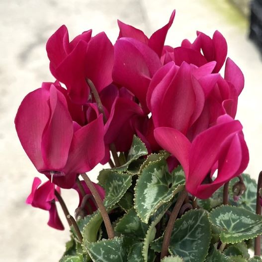 シクラメン　スマーティス Kミックス 