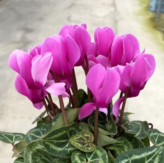 シクラメン　スマーティス Kミックス 