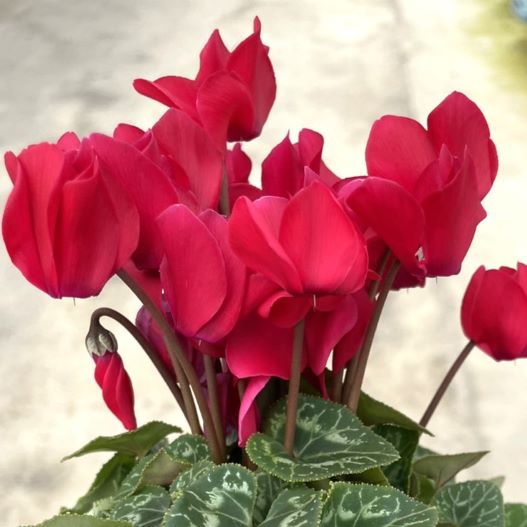 シクラメン　スマーティス Kミックス 