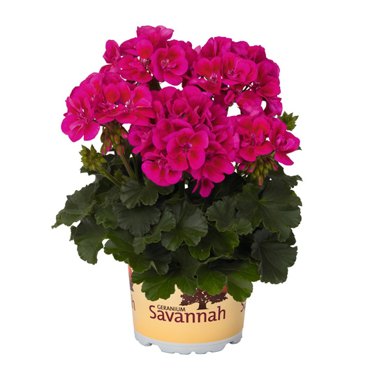 ゼラニウム　サバンナ シリーズ 