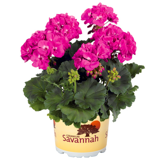 ゼラニウム　サバンナ シリーズ 