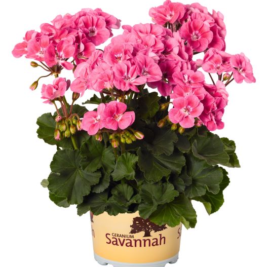 ゼラニウム　サバンナ シリーズ 