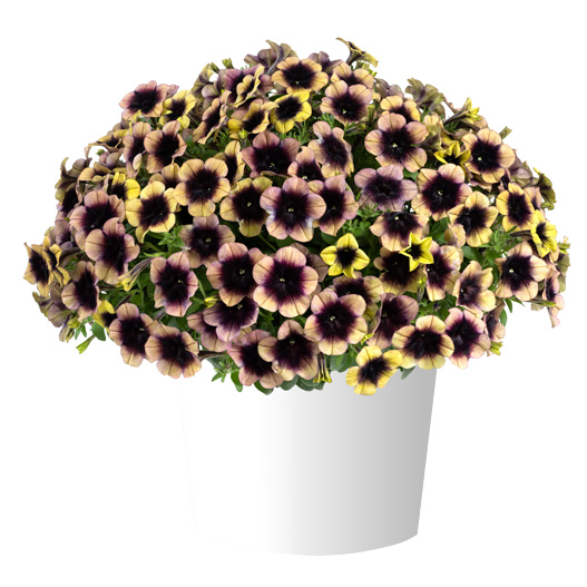 ペチュニア　レイ シリーズ 