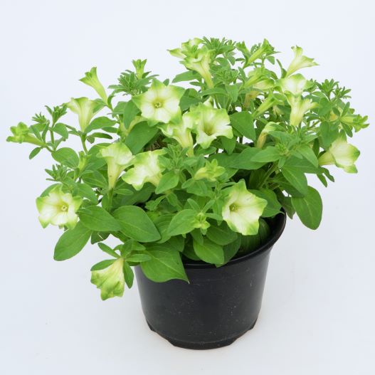 ペチュニア　レイ シリーズ 