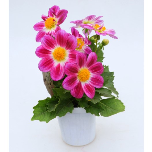 ダリア　サマービーズ 