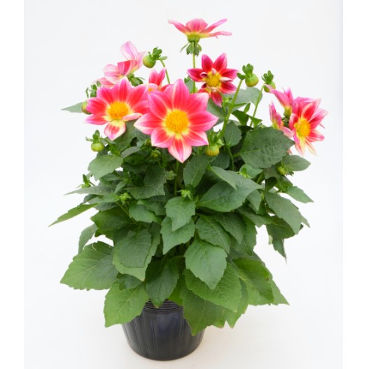 ダリア　サマービーズ 