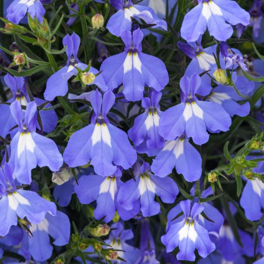 ロベリア アーリースプリング