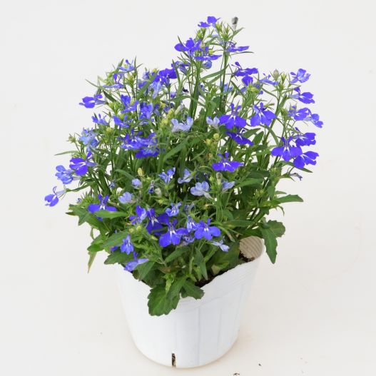 ロベリア アーリースプリング