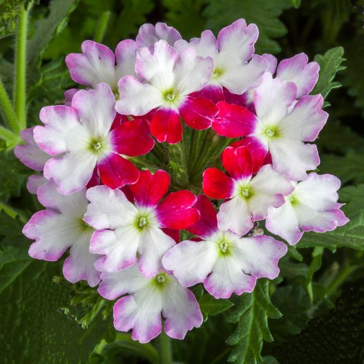 バーベナ　ラナイアップ 