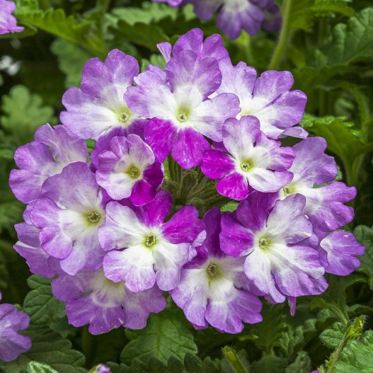 バーベナ　ラナイアップ 