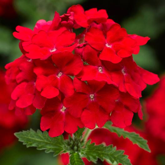 バーベナ　ラナイアップ 