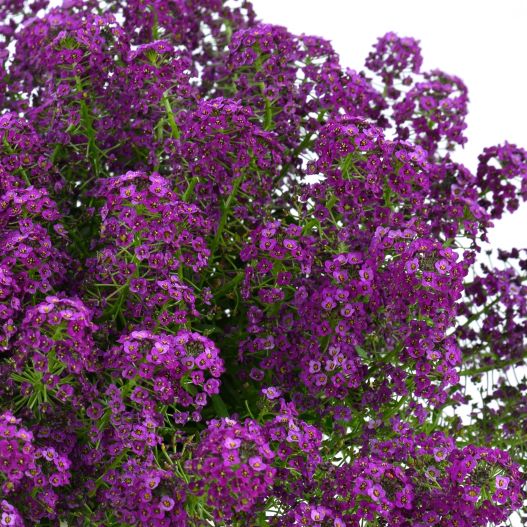 ロブラリア(アリッサム)　ストリーム コンパクト 