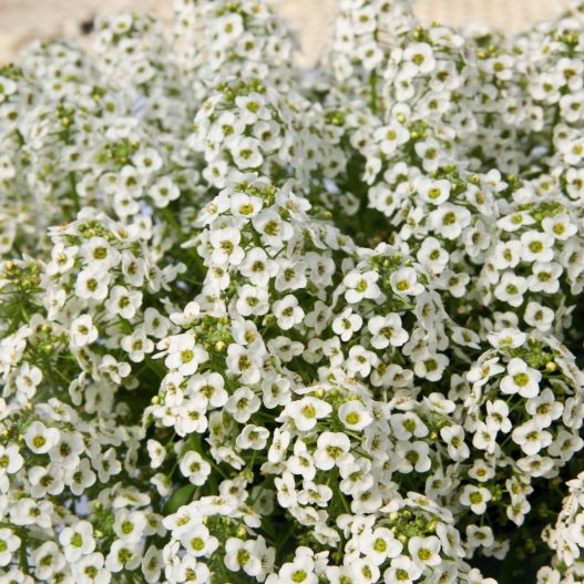 ロブラリア(アリッサム)　ストリーム コンパクト 