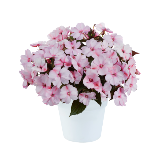 ニューギニアインパチェンス　ソルルナ 